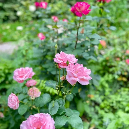 Wickenburg Апартаменты *